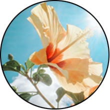 220x220 fleur